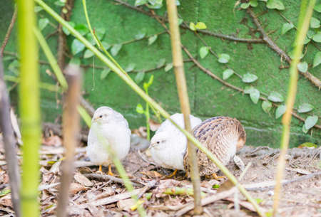 Chinese quail, chinensis excalfactoria looking for foodの写真素材