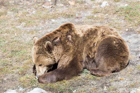 brown bear searching for food in the bushの写真素材