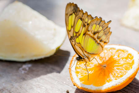 butterfly hanging on a leafの写真素材