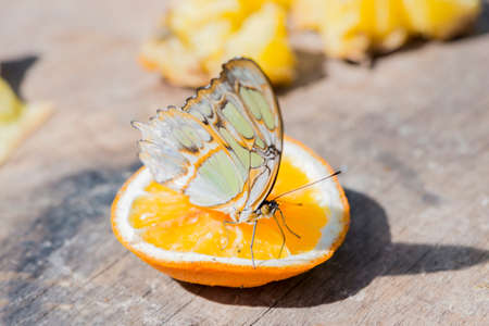 butterfly hanging on a leafの写真素材