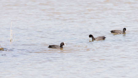 coot, Fulica atra swimming Delta wetlands Llobregatの写真素材