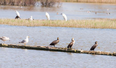 Cormorant, Phalacrocarax resting by the Llobregat delta wetlandsの写真素材