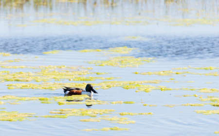 anas clypeata, shoveler, swimming Delta wetlands Llobregatの写真素材
