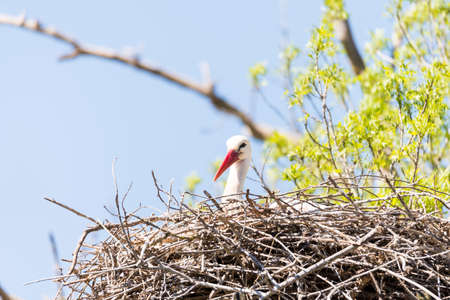 You storks in their nests to care for youngの写真素材