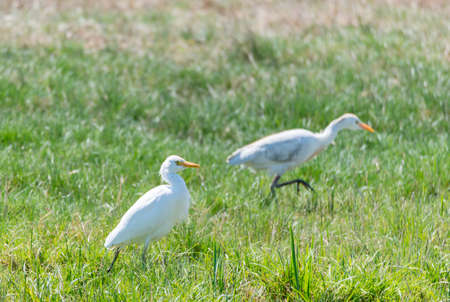 Great White Egret, Ardea alba looking for foodの写真素材