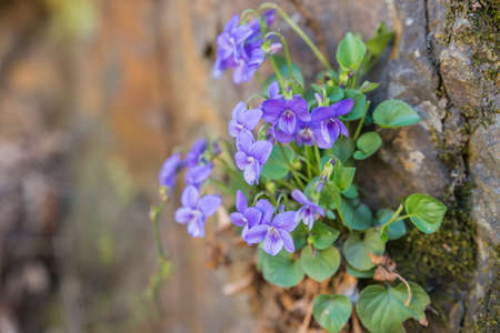 plant with purple flower with the river behindの写真素材