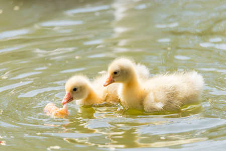 offspring small duck searching for food in the lakeの写真素材