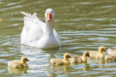 Common ansar, Anser anser, swimming with their young offspringの写真素材