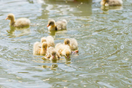 offspring small duck searching for food in the lakeの写真素材