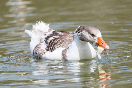Common ansar, Anser anser swimming lakeの写真素材