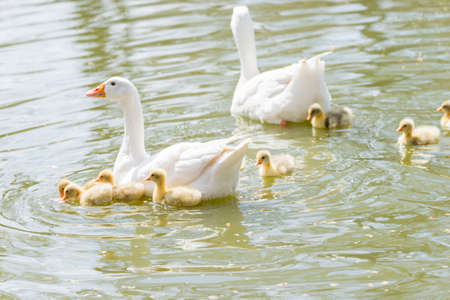 Common ansar, Anser anser, swimming with their young offspringの写真素材