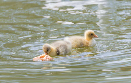 offspring small duck searching for food in the lakeの写真素材