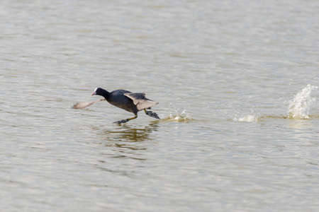 Common Coot swimming in the lake Llobregatの写真素材