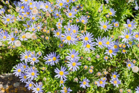 colorful flowers in the rainforestの写真素材