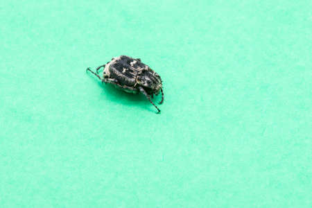 black bedbug on a green background