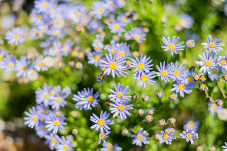 colorful flowers in the rainforestの写真素材