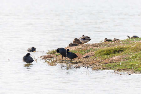 Common Coot swimming in the lake Llobregatの写真素材