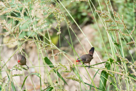 peak coral, estrilda astrild looking for food among the plantsの写真素材