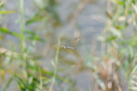 dragonfly wings warming up on top of a branchの写真素材
