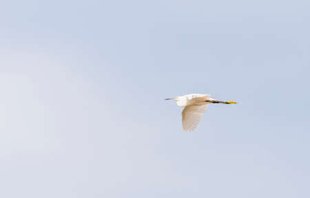 egreta garzetta,common egret, flying through the skyの写真素材