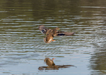 anas platyrhynchos,swimming in the lake looking for foodの写真素材