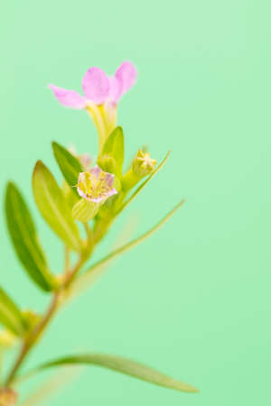violet flowers on a green backgroundの写真素材
