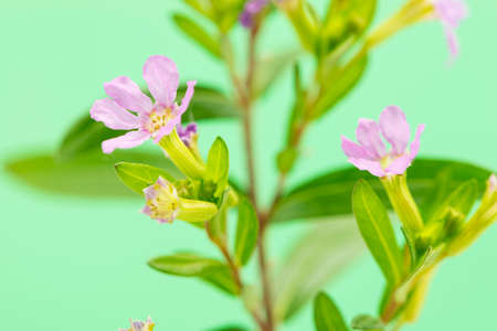 violet flowers on a green backgroundの写真素材