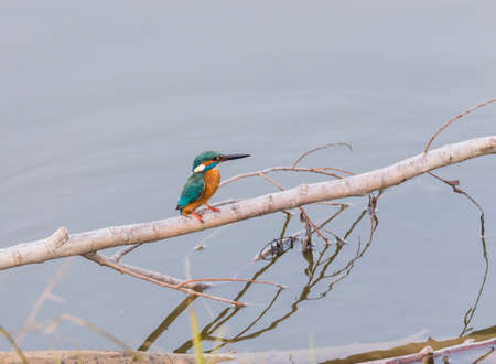 Alcedo atthis, kingfisher, hanging from a tree branchの写真素材