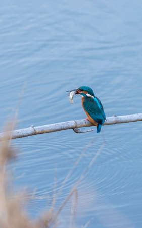alcedo atthis, kingfisher, with his prey in the mouthの写真素材