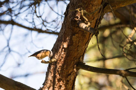 nuthatch, sitta europaea, searching for food between the barkの写真素材