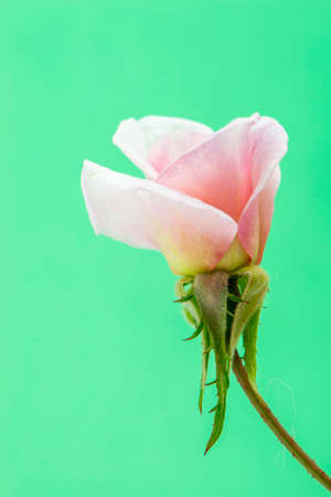 rose garden on a green backgroundの写真素材
