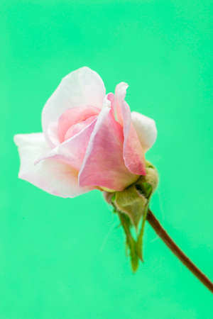 rose garden on a green backgroundの写真素材