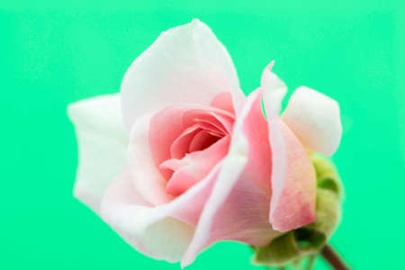 rose garden on a green backgroundの写真素材
