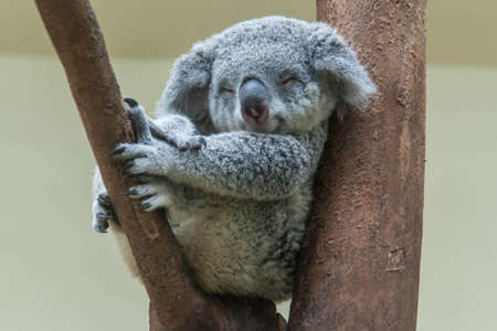koala resting and sleeping on his treeの写真素材