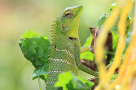 Chameleon Kerala backwater