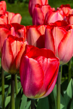 red tulips in Keukenhof garden parkの写真素材