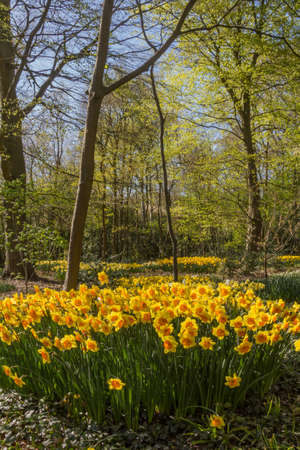 Park with multi-colored spring flowersの写真素材