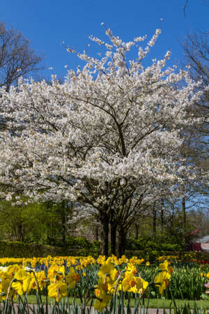 Park with multi-colored spring flowersの写真素材