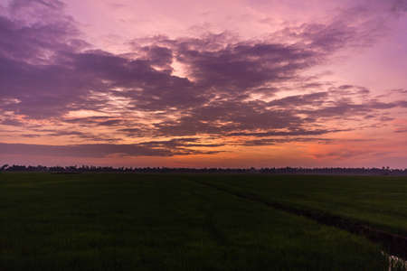 Sunrise on the rice fiels in Kerala, Indiaの写真素材