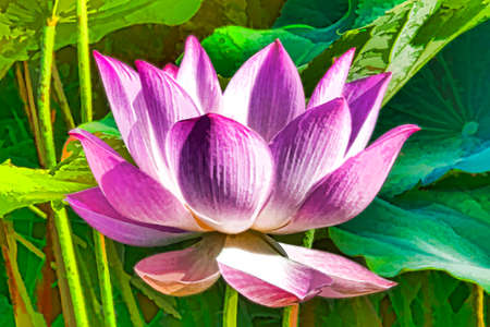 Artistic colorful Lotus flower graphismの写真素材