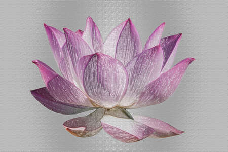 Artistic painted effect Lotus flower graphismの写真素材