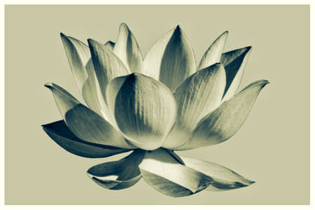 Artistic Lotus flower graphismの写真素材