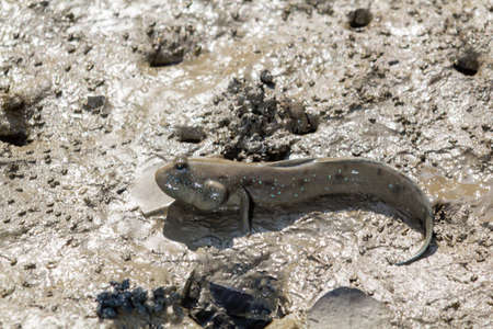 Mudskipper waiting on the mudの写真素材