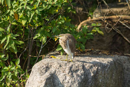 Baby grey egret waiting on a stoneの写真素材