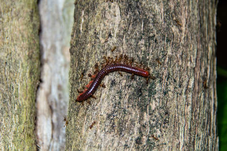 Dead centipede carried by ants to their nest with coordination