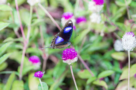 Hypolimnas bolina, the great eggfly, the blue moon butterfly from India, Kerala