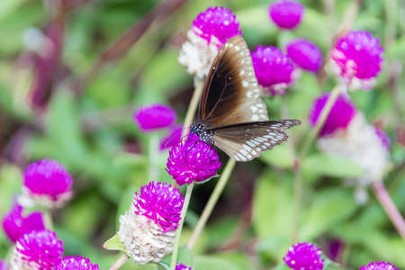 Hypolimnas bolina jacintha, Oriental Great Eggfly butterfly from Kerala India