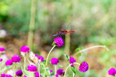 Crimson Marsh Glider (Trithemis aurora) is a species of dragonfly in the family Libellulidae from Kerala, Indiaの写真素材