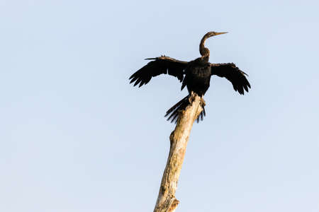 Indian Cormorant from Kerala backwater