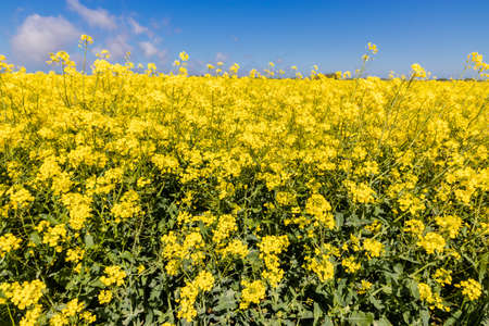 Colza plantation field for renewable energy fuel production